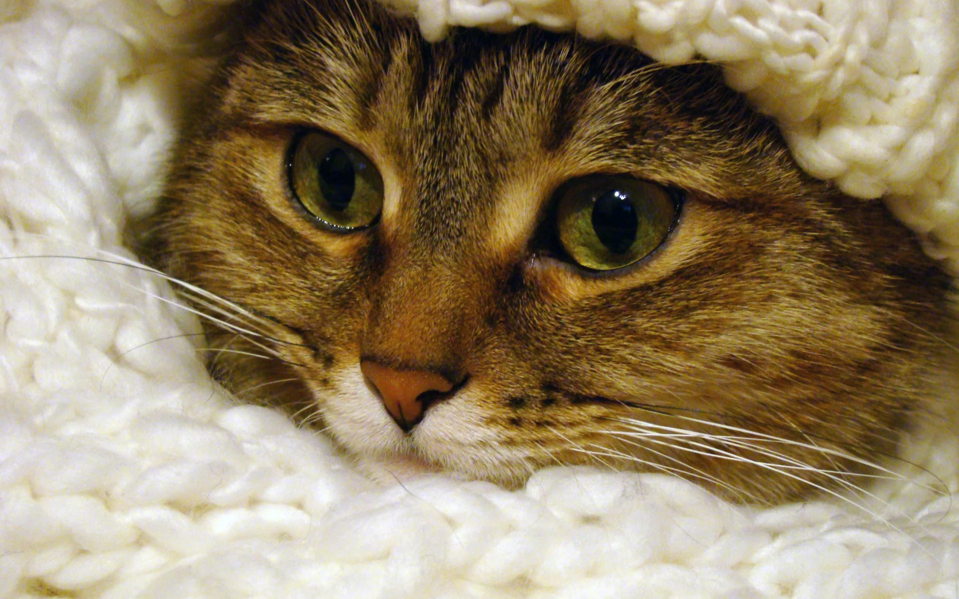 мех, глаза, кот