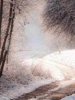 дорога, лес, природа, зима