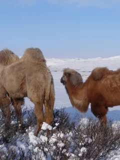 верблюды, зима, снег, спепь, тува