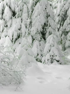 зима, елки, снег