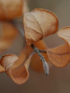 веточка, macro, макро, осень, листья