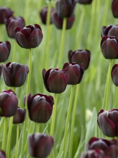 field, поле, тюльпаны, tulips, темные, черные, black