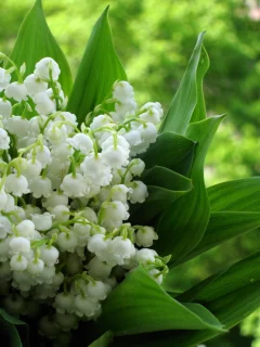 фон, ландыши, букет, размытость, весенний