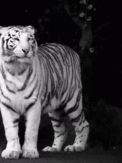 тигр, взгляд, морда, белый, tiger, хищник, чёрно-белые обои