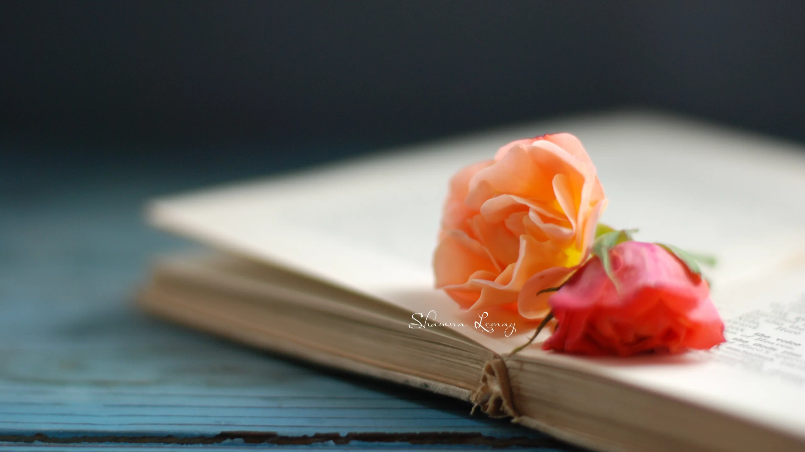 книжка, страницы, цветочки, фон, цветы, роза, книга