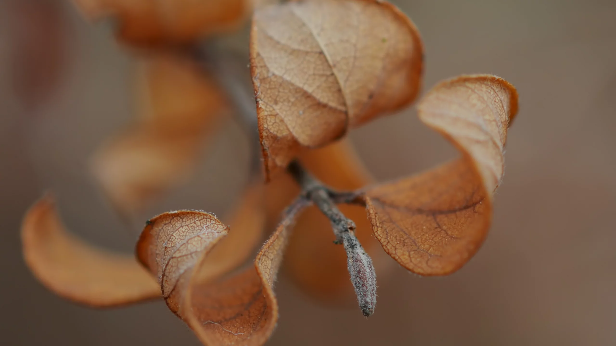 веточка, macro, макро, осень, листья