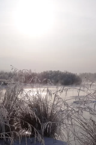 утро, восход, Енисей, зима, мороз, снег, кустарник