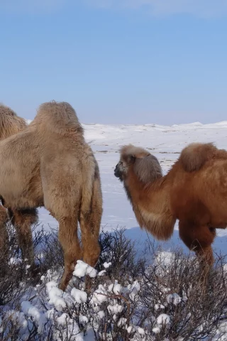 верблюды, зима, снег, спепь, тува