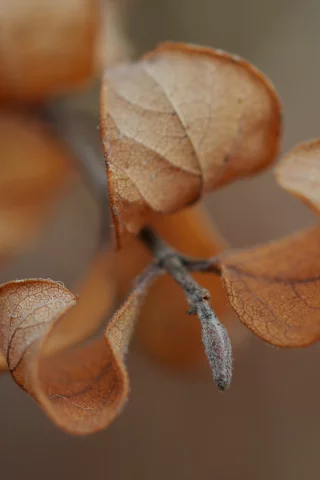 веточка, macro, макро, осень, листья