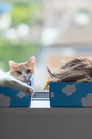 коробки, hannah, daisy, кошки, ben torode, benjamin torode, окно