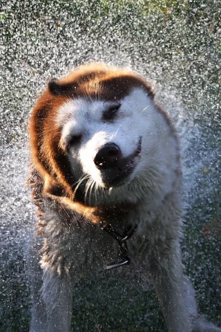 собака, брызги, вода