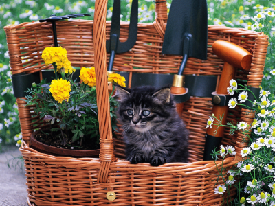 кот, корзина, cat, котенок, кошка, цветы, трава