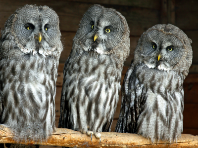 бородатая неясыть, троица, совы, great grey owl, lapland owl