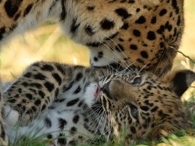 котёнок, детёныш, материнство, амурский леопард