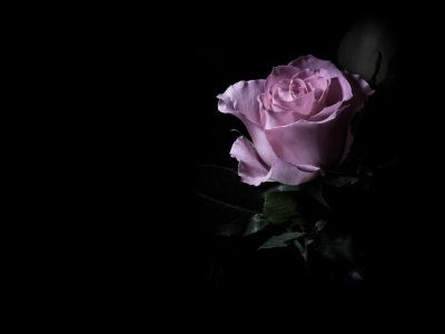 одна, розовая, роза, темный фон, цветок