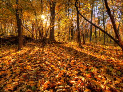 листья, лес, осень, деревья