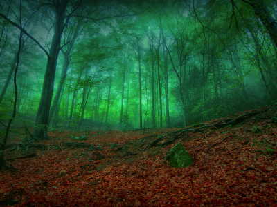 лес, природа, мрак, листва, листва