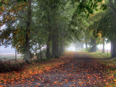 туман, осень, аллея, деревья, ограда, дорога