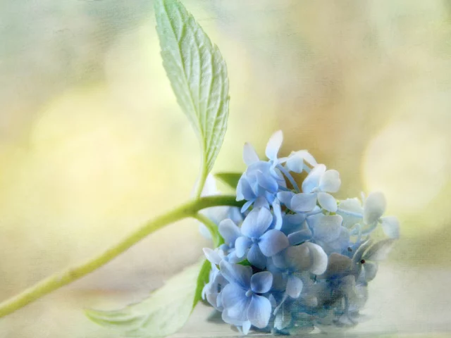 листья, голубая, текстура, фон, гортензия, блики