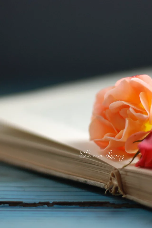 книжка, страницы, цветочки, фон, цветы, роза, книга