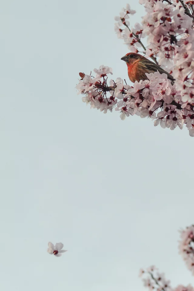 дерево, цветы, ветки, птичка, вишня, сакура