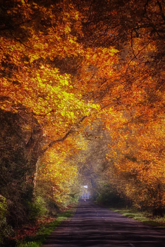 осень, аллея, дорога, парк, ildiko neer