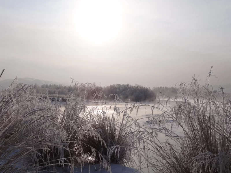 утро, восход, Енисей, зима, мороз, снег, кустарник