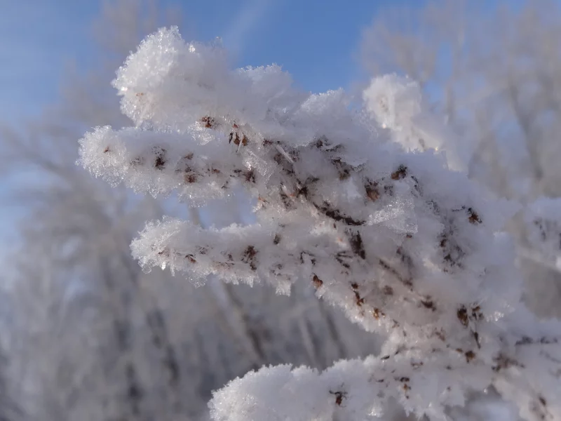 снег, зима, ветви, природа