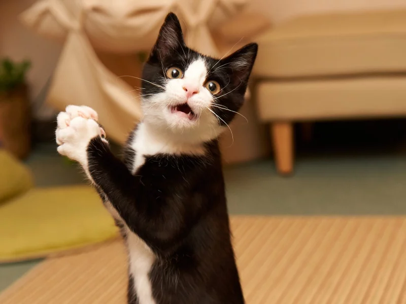 пораженный , humor, funny, surprised , kitty , удивлением, кот, amazed cat