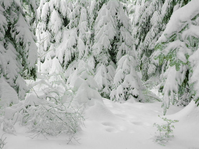 зима, елки, снег