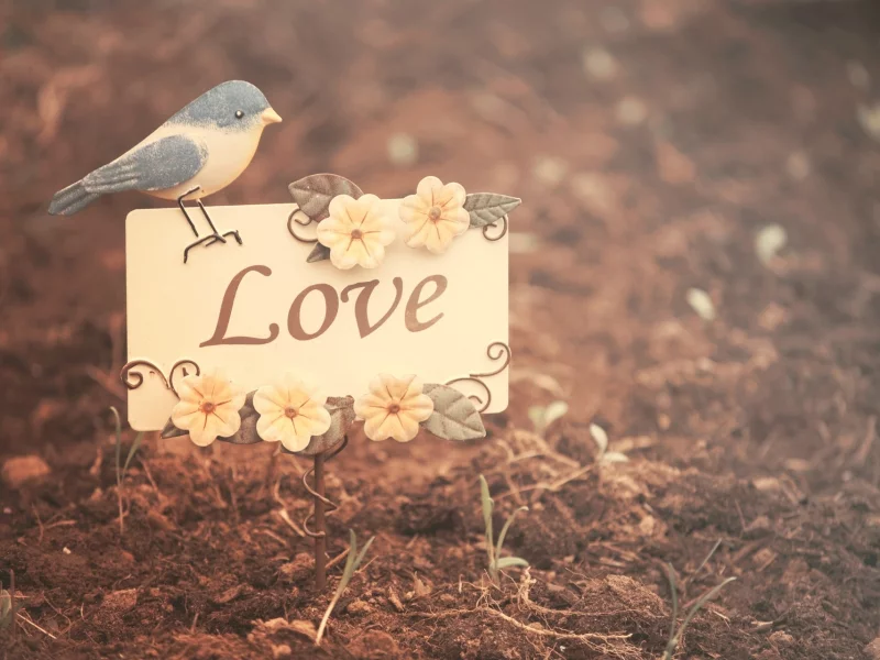 настроения, лююовь, природа, листья, love, птичка, птица