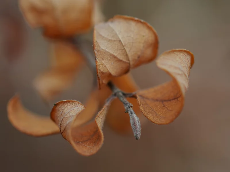 веточка, macro, макро, осень, листья
