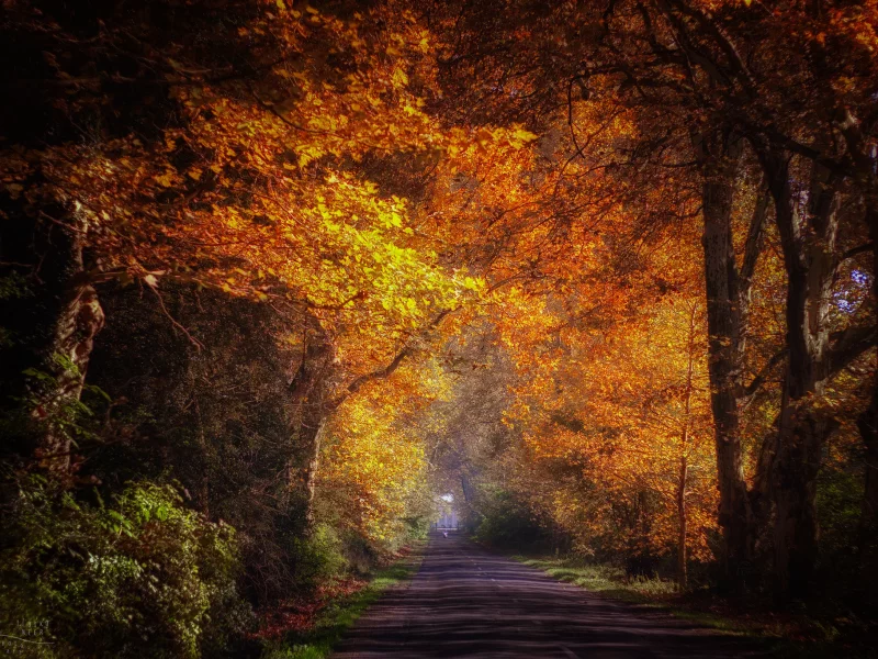 осень, аллея, дорога, парк, ildiko neer