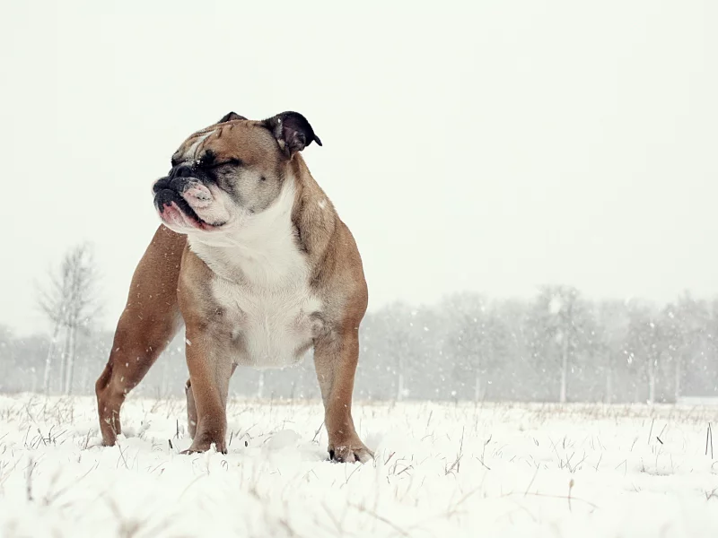 собака, english bulldog, фон