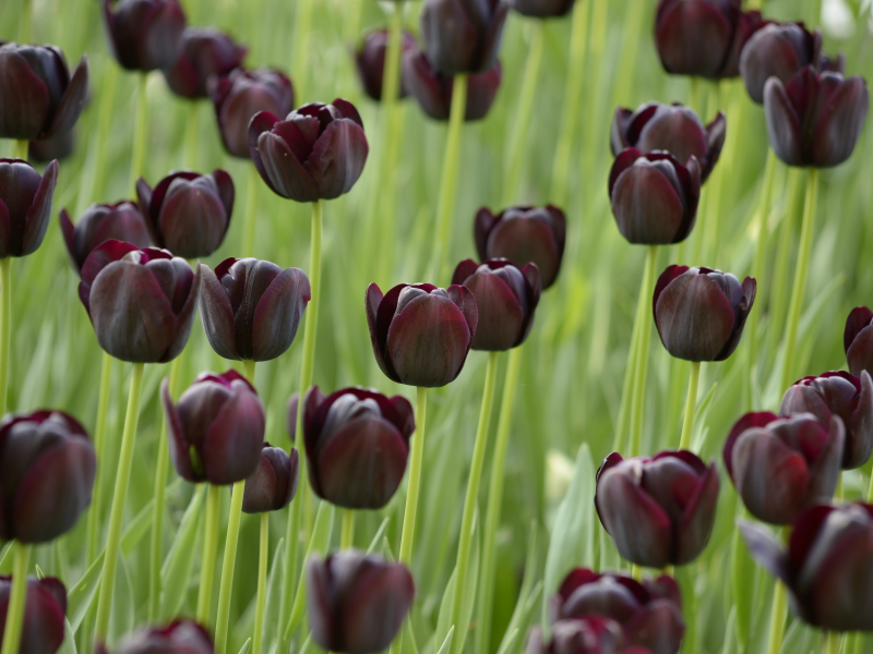 field, поле, тюльпаны, tulips, темные, черные, black