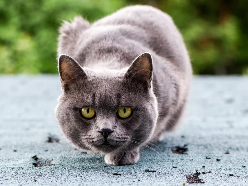 серый, глаза, сидит, зеленые, кот, кошка, взгляд