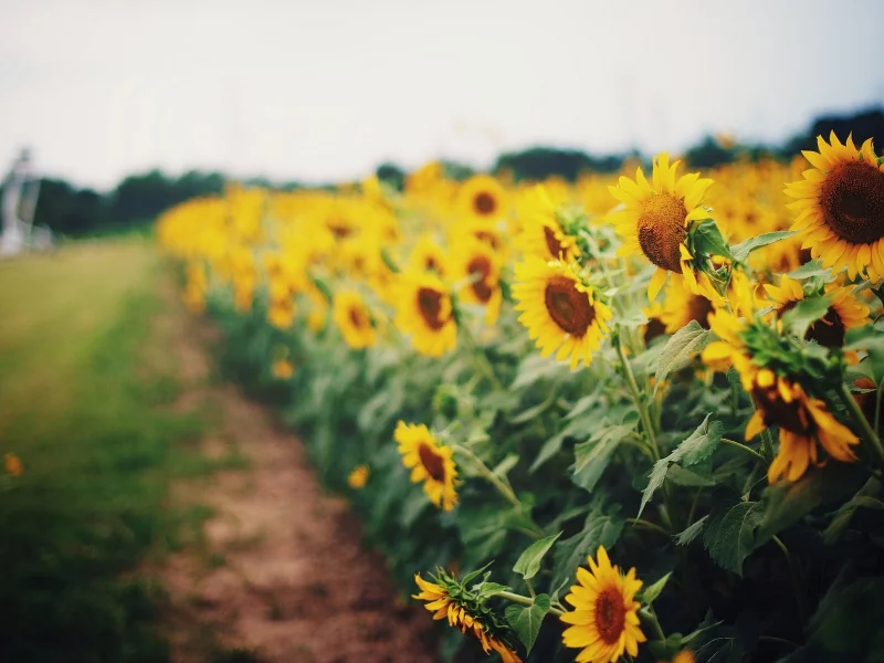 подсолнухи, flowers, цветы, цветочки, flower, подсолнух