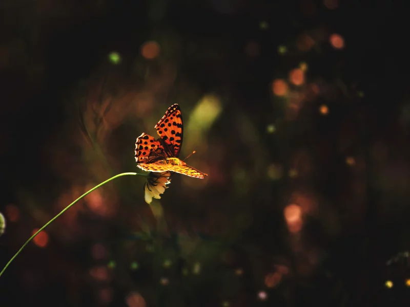 flower, цветок, butterfly, grass, бабочка, трава
