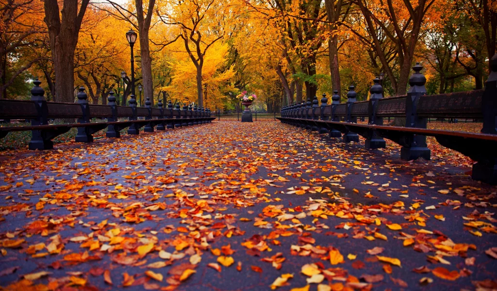 парк, осень, листья, природа, аллея, скамейка, деревья