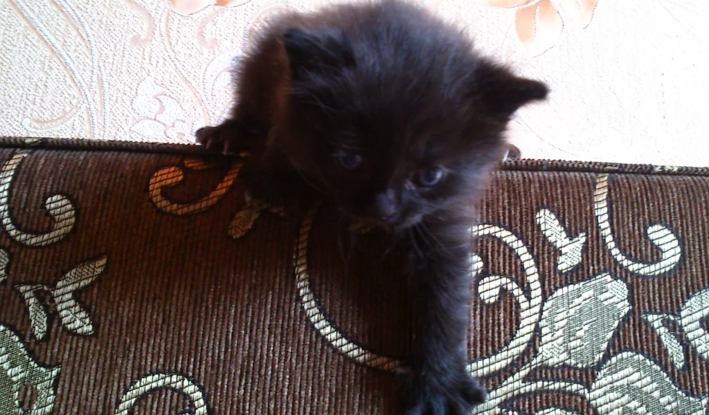 котик, красивый
