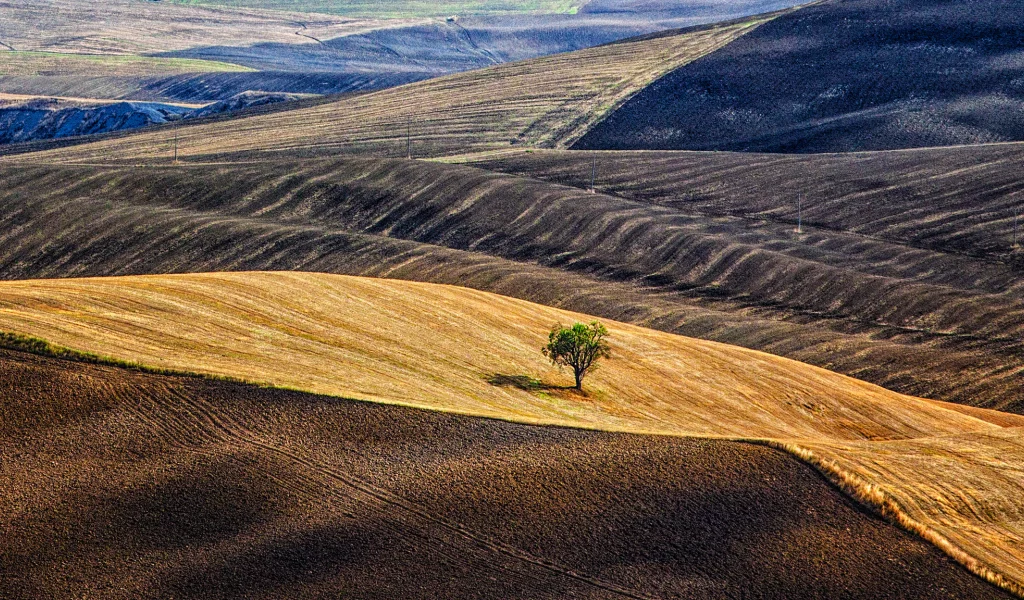 поля, холмы, дерево, тоскана, италия
