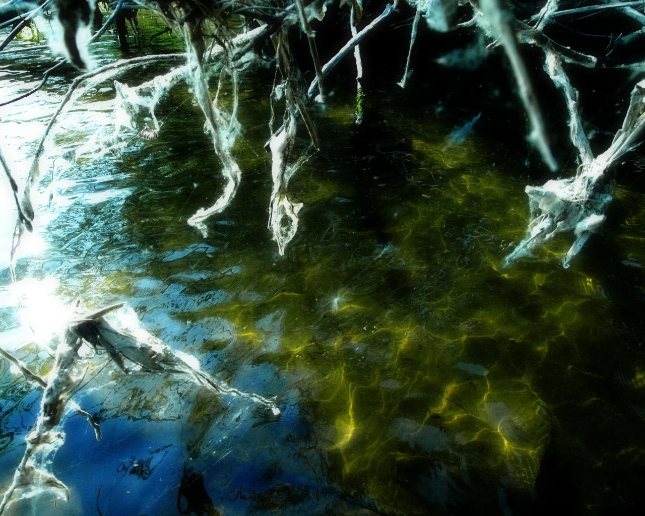 волга, вода, кусты, заросли, водоросли, палки, паутина