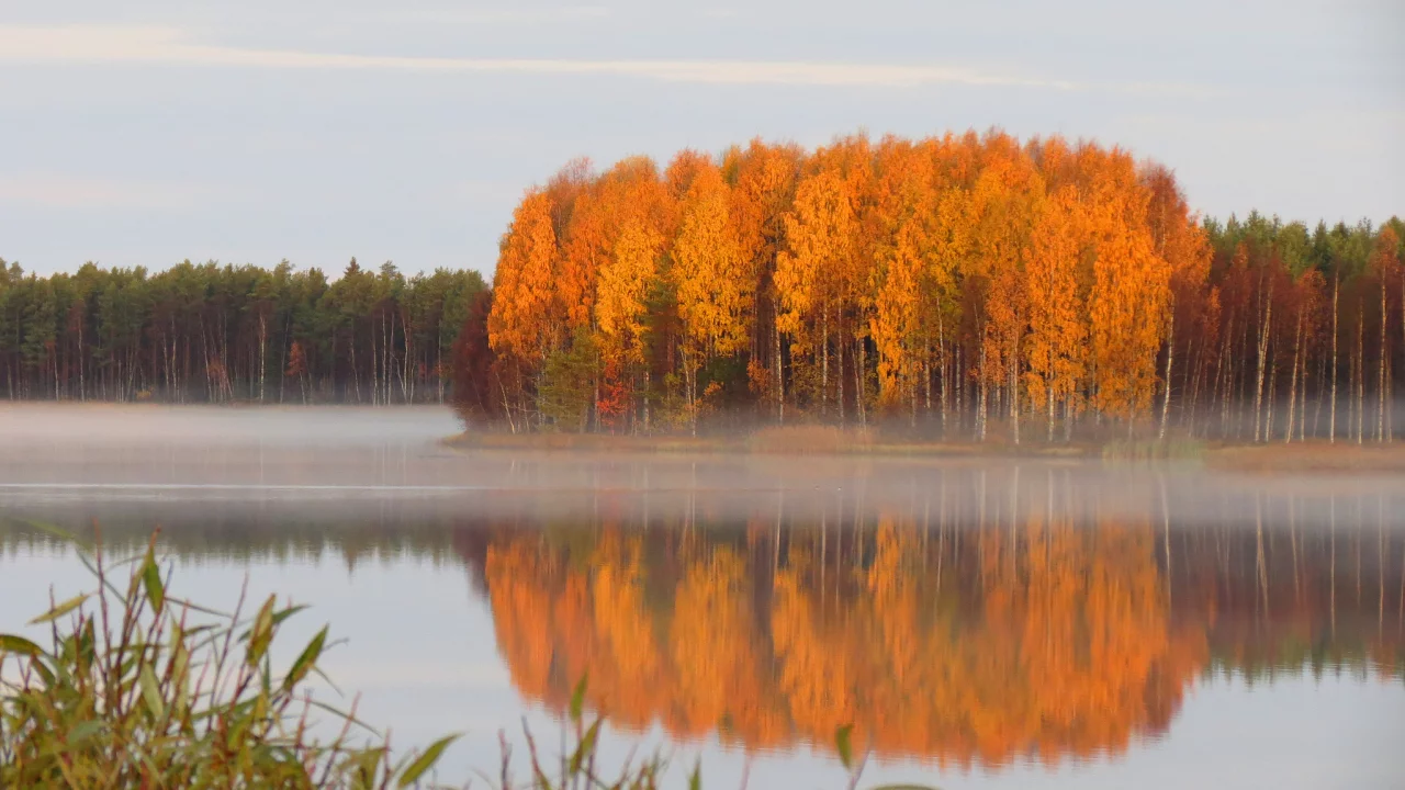 лес, осень, тишь, пруд, дымка