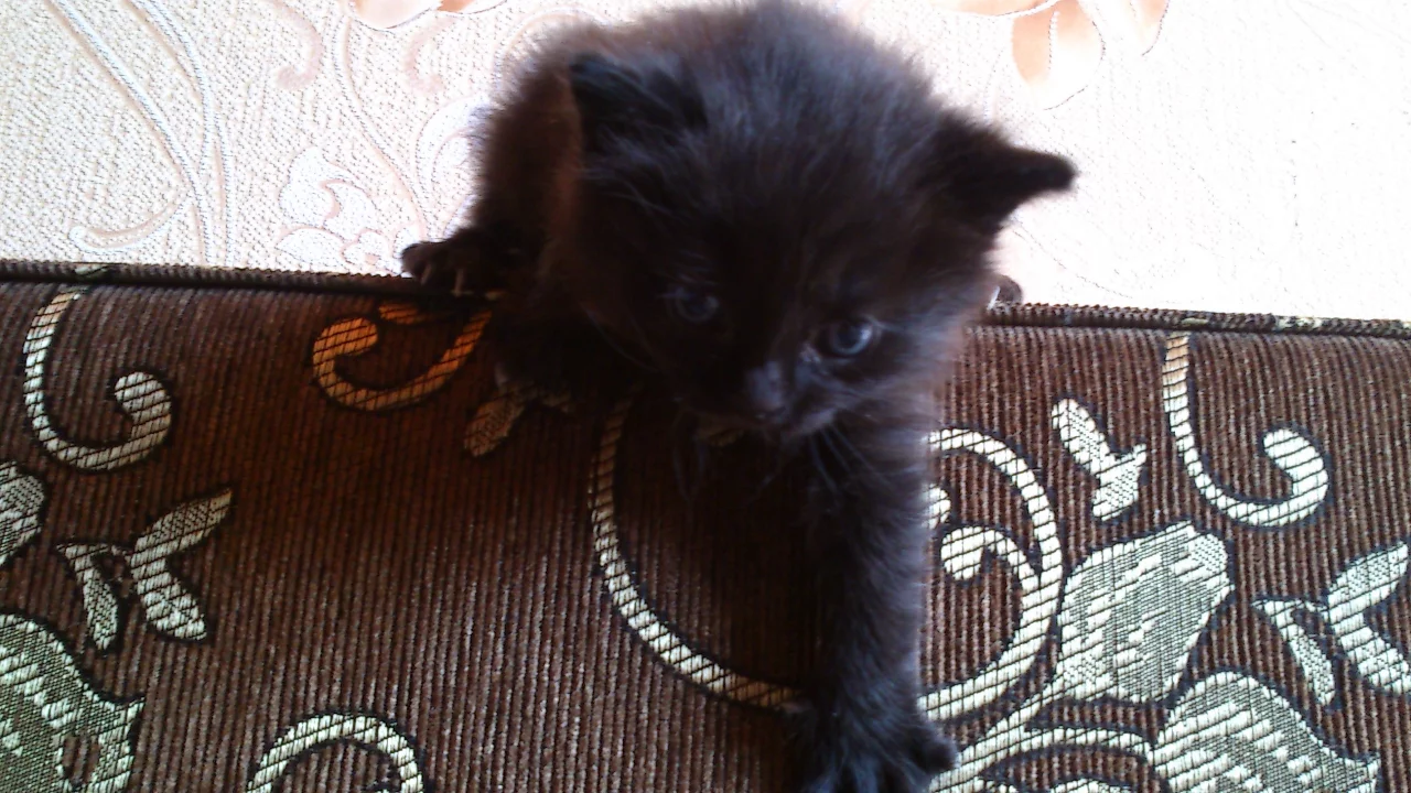 котик, красивый