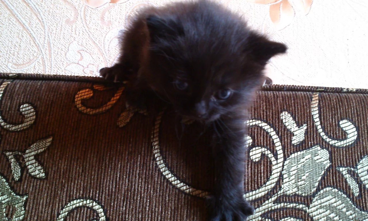 котик, красивый