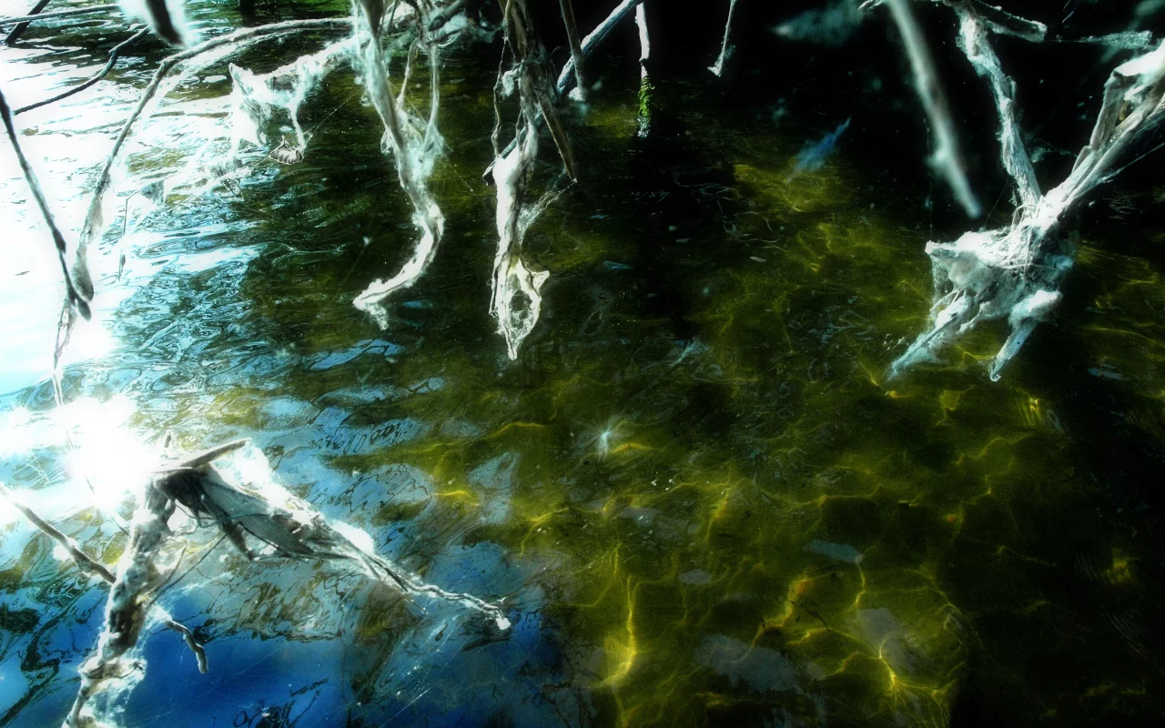 волга, вода, кусты, заросли, водоросли, палки, паутина
