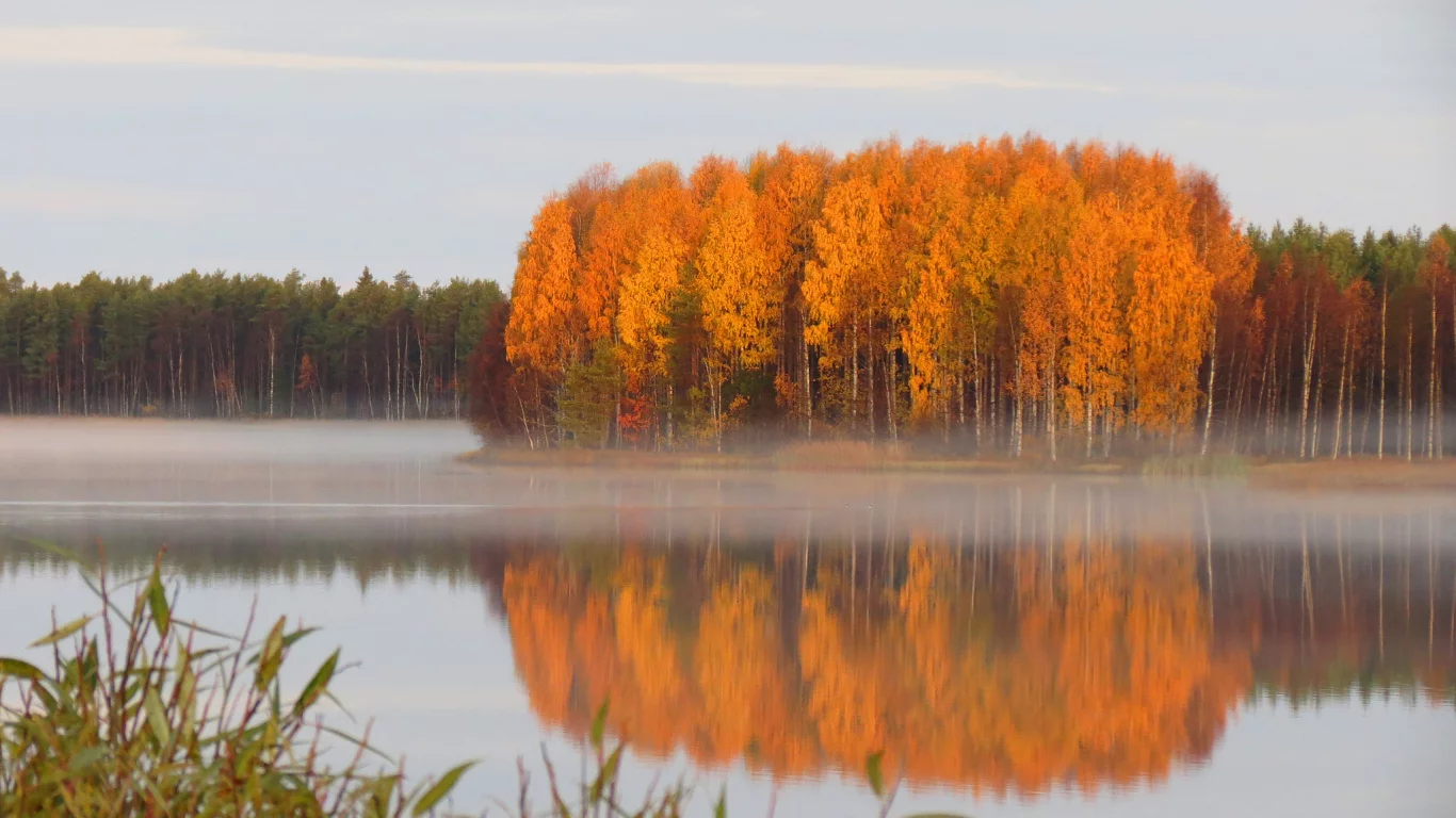 лес, осень, тишь, пруд, дымка