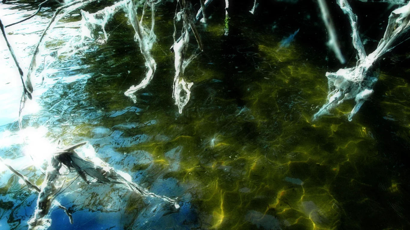 волга, вода, кусты, заросли, водоросли, палки, паутина