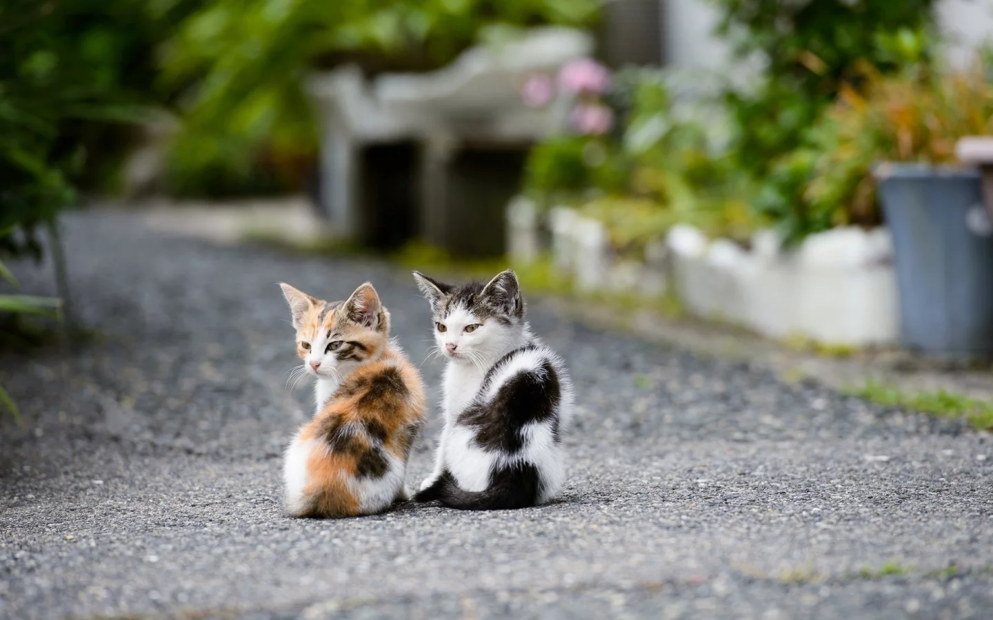  котята, улица, дорога, смотрят
