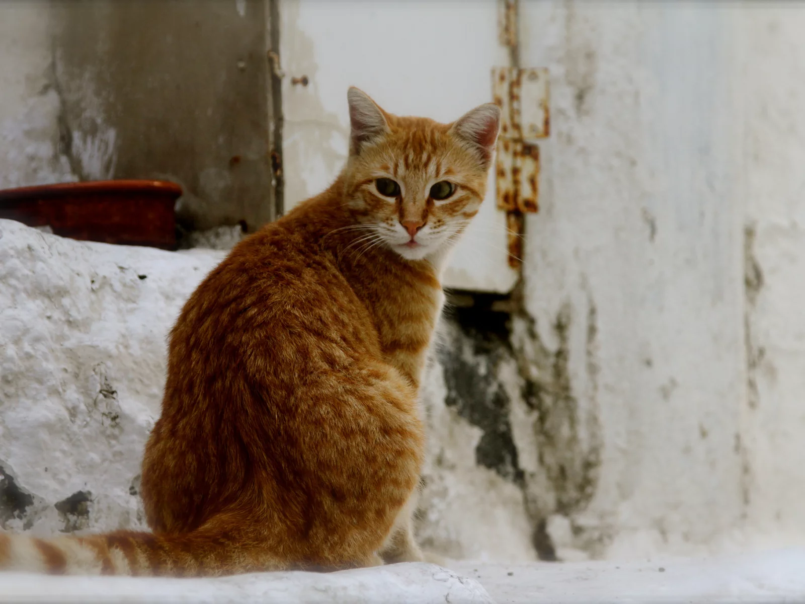 кот, кошка, уличный, рыжий, фон